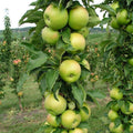 Malus x domestica ‘AK-98’ - Urban Apples® Tangy Green™ Columnar Apple