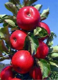 Malus x domestica 'UEB 3449-1'  - Urban Apples® Tasty Red™ Columnar Apple