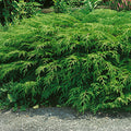 Microbiota decussata - Russian Cypress