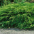 Microbiota decussata - Russian Cypress