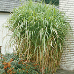 Miscanthus floridus 'Giganteus' - Giant Chinese Silver Grass