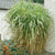 Miscanthus floridus 'Giganteus' - Giant Chinese Silver Grass