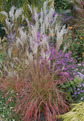 Miscanthus sinensis 'Little Miss' - Little Miss Maiden Grass