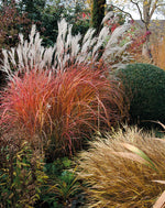 Miscanthus sinensis 'Fire Dragon' - Fire Dragon Maiden Grass