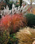 Miscanthus sinensis 'Fire Dragon' - Fire Dragon Maiden Grass