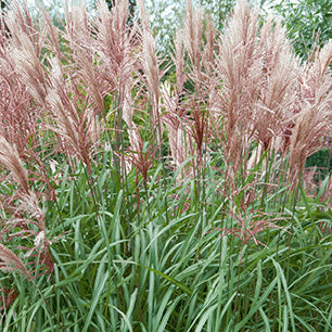 Maiden Grass- Huron Sunrise