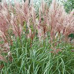 Miscanthus sinensis 'Huron Sunrise' - Huron Sunrise Maiden Grass