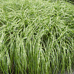 Miscanthus sinensis 'Little Zebra' - Little Zebra Maiden Grass