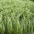 Miscanthus sinensis 'Little Zebra' - Little Zebra Maiden Grass