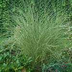 Miscanthus sinensis 'Morning Light' - Morning Light Maiden Grass
