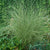 Miscanthus sinensis 'Morning Light' - Morning Light Maiden Grass
