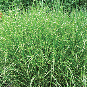 Miscanthus Sinensis 'Zebrinus' - Zebra Grass