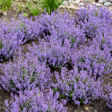 Nepeta hybrid 'Cat's Pajamas' - Cat's Pajamas Catmint