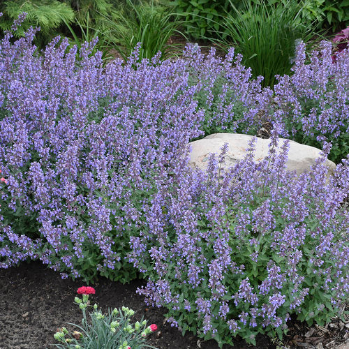 Nepeta hybrid 'Cat's Meow' - Cat's Meow Catmint