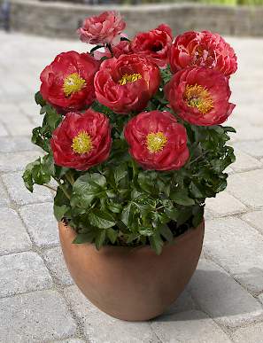 Paeonia 'Moscow' - Moscow Peony