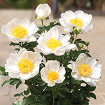 Paeonia 'Dublin' - Dublin Peony