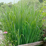 Panicum virgatum 'Northwind' - Northwind Switch Grass