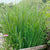 Panicum virgatum 'Northwind' - Northwind Switch Grass