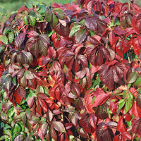 Parthenocissus Quinq. 'Engelmannii' - Engelmann’s Ivy