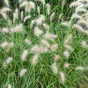 Pennisetum Alopecuroides 'Hameln' - Dwarf Fountain Grass