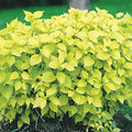 Philadelphus coronarius 'Aureus' - Golden Mockorange