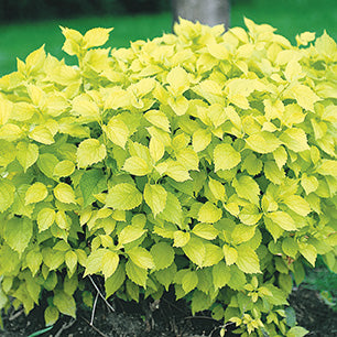 Philadelphus coronarius 'Aureus' - Golden Mockorange