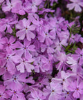 Phlox subulata 'Pink Sparkles' - Spring Bling™ 'Pink Sparkles' Creeping Phlox