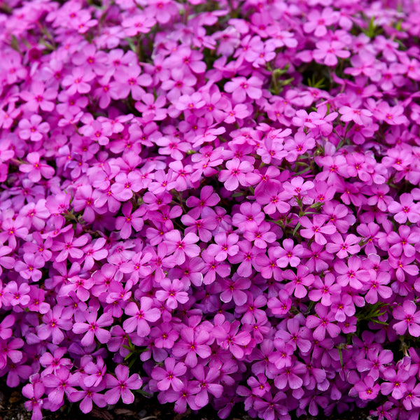 Phlox subulata 'Ruby Riot' - Spring Bling™ 'Ruby Riot Creeping Phlox
