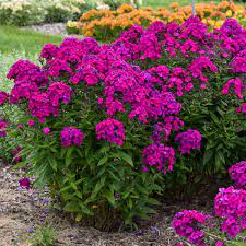 Phlox paniculata Luminary™ 'Ultraviolet' - Luminary™ Ultraviolet Tall Garden Phlox