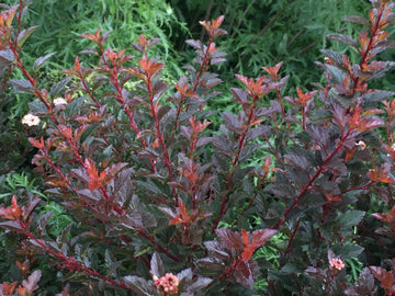 Physocarpus opulifolius 'ZLEBic5' - Sweet Cherry Tea™ Ninebark