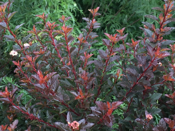 Physocarpus opulifolius 'ZLEBic5' - Sweet Cherry Tea™ Ninebark