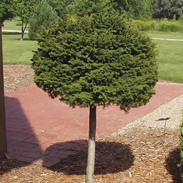 Picea abies 'Little Gem' Standard - Little Gem Spruce Standard