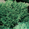Picea Abies 'Nidiformis' - Nest Spruce