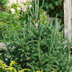Picea glauca - White Spruce