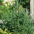 Picea glauca - White Spruce