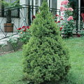 Picea Glauca 'Conica' - Dwarf Alberta Spruce