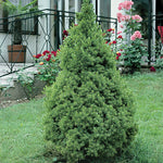 Picea glauca 'Conica' - Dwarf Alberta Spruce
