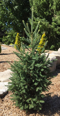 Picea Glauca 'North Pole' - North Pole White Spruce