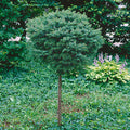 Picea omorika 'Nana' Standard - Dwarf Serbian Spruce Standard