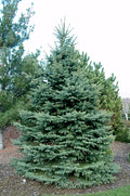 Picea pungens 'Baby Blue' - Baby Blue Spruce
