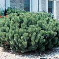 Pinus mugo var. pumilio - Dwarf Mugo Pine