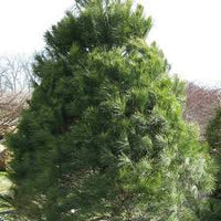 Pinus strobus - Eastern White Pine