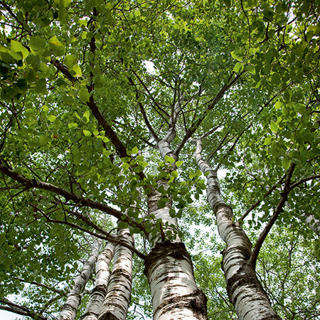 Populus Tremuloides - Trembling Aspen