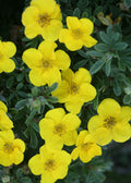 Potentilla fruticosa 'Lundy' - Happy Face® Yellow Potentilla