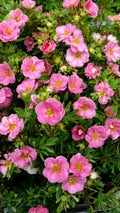 Potentilla fruticosa 'Kupina' - Happy Face® Pink Paradise Potentilla