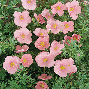 Potentilla fruticosa 'Pink Beauty' - Pink Beauty Potentilla