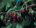 Prunus Bing - Bing Dwarf Cherry