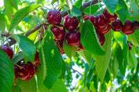 Prunus Stella - Stella Dwarf Cherry