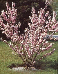 Prunus Glandulosa 'Sinensis' - Pink Flowering Almond