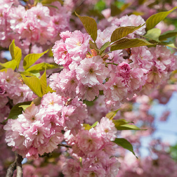 Prunus serrulata 'Kwanzan' - Kwanzan Flowering Cherry